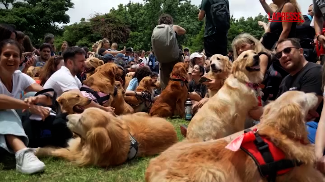 Golden retriever, il raduno più grande del mondo a Buenos Aires: oltre 2mila cani in un parco Golden retriever, il raduno più grande del mondo a Buenos Aires: oltre 2mila cani in un parco
