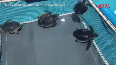 Usa, l'acquario di New Orleans si prende cura di 35 tartarughe marine di Kemp