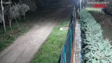 Chieti: branco di lupi immortalato dalle telecamere a Fossacesia