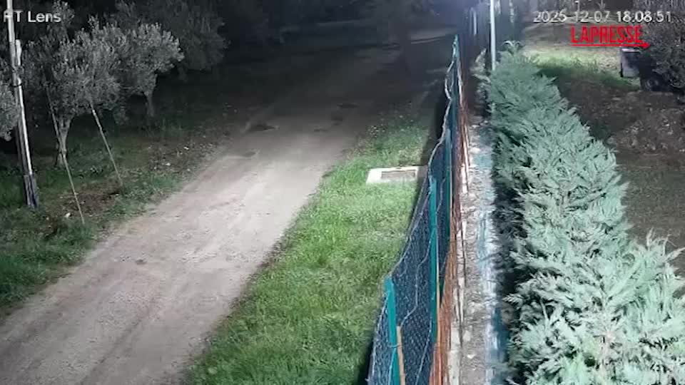 chieti branco di lupi immortalato dalle telecamere a fossacesia da Lapresse.it chieti branco di lupi immortalato dalle telecamere a fossacesia