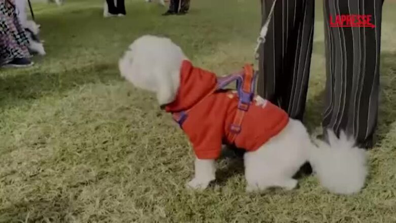 Nigeria, le immagini del Lagos Dog Carnival