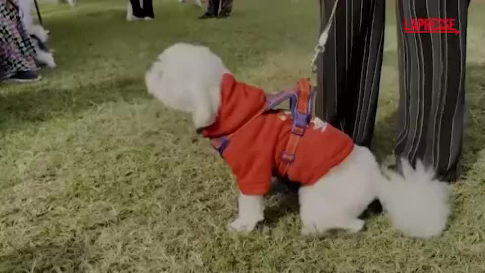 nigeria le immagini del lagos dog carnival da Lapresse.it nigeria le immagini del lagos dog carnival