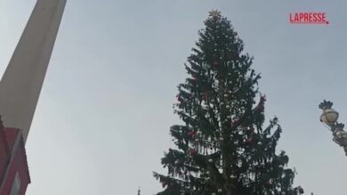 Natale, ultimi preparativi in Vaticano per inaugurazione albero e presepe