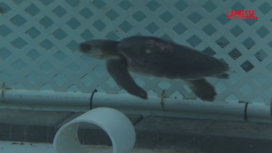 Florida, arrivate 25 tartarughe marine: erano state salvate dalle acque gelide di Cape Cod