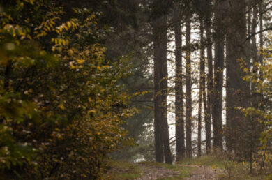 Famiglia nel bosco ancora divisa da un’ordinanza, l’appello dello psichiatra Cantelmi