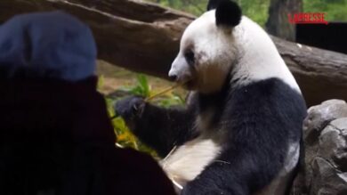 Giappone, in migliaia in coda per salutare gli ultimi panda diretti in Cina