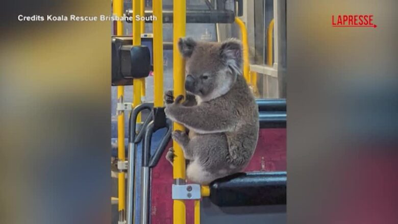 Australia, koala perde l'orientamento e sale sull'autobus: catturato e rimesso in libertà