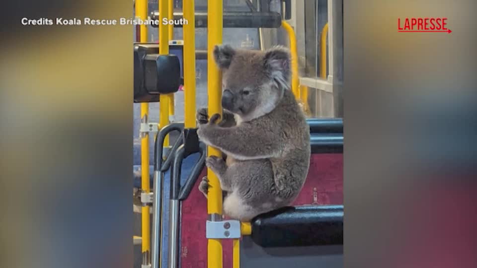 Australia, koala perde l'orientamento e sale sull'autobus: catturato e rimesso in libertà