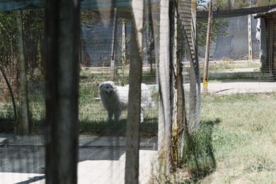 “Abruzzese” prima di “maremmano”: da oggi cambia il nome ufficiale del cane pastore