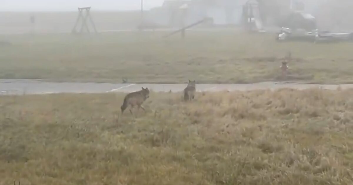 Germania, lupi in un parco giochi dell’Alta Baviera: timore tra i residenti