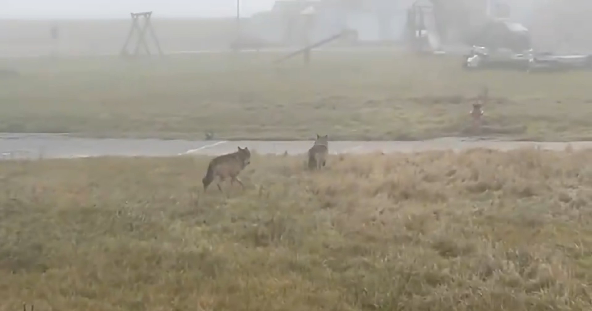 Germania, lupi in un parco giochi dell’Alta Baviera: timore tra i residenti