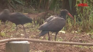 Marocco, l'ibis eremita prospera nello zoo di Rabat