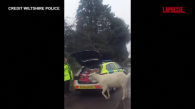 Inghilterra, capra fugge e semina il panico: ecco come viene catturata dalla polizia