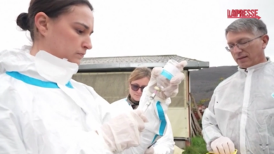 Francia, in campo l'esercito per vaccinare i bovini contro la dermatite nodulare contagiosa