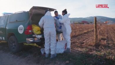 Catalogna, epidemia di influenza suina colpisce la popolazione di cinghiali