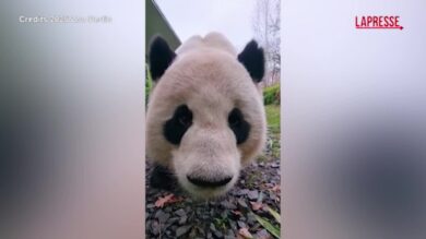 Berlino, gli animali dello zoo ricevono i dolcetti di Natale