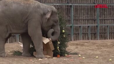 Budapest, gli animali dello zoo festeggiano il Natale con dei 'dolcetti'