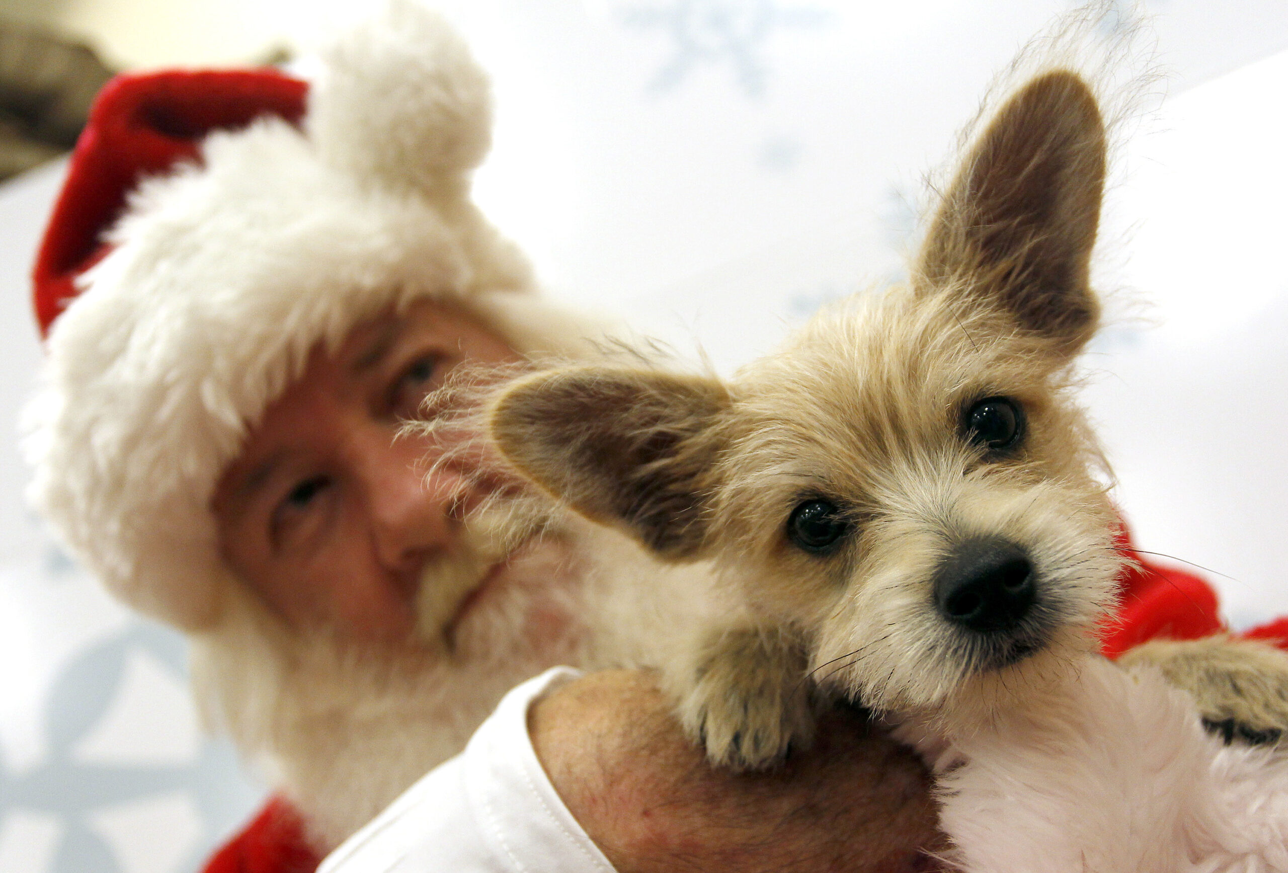 Natale, Lav: “Un cucciolo di cane o gatto? Sbagliato considerarlo un regalo”