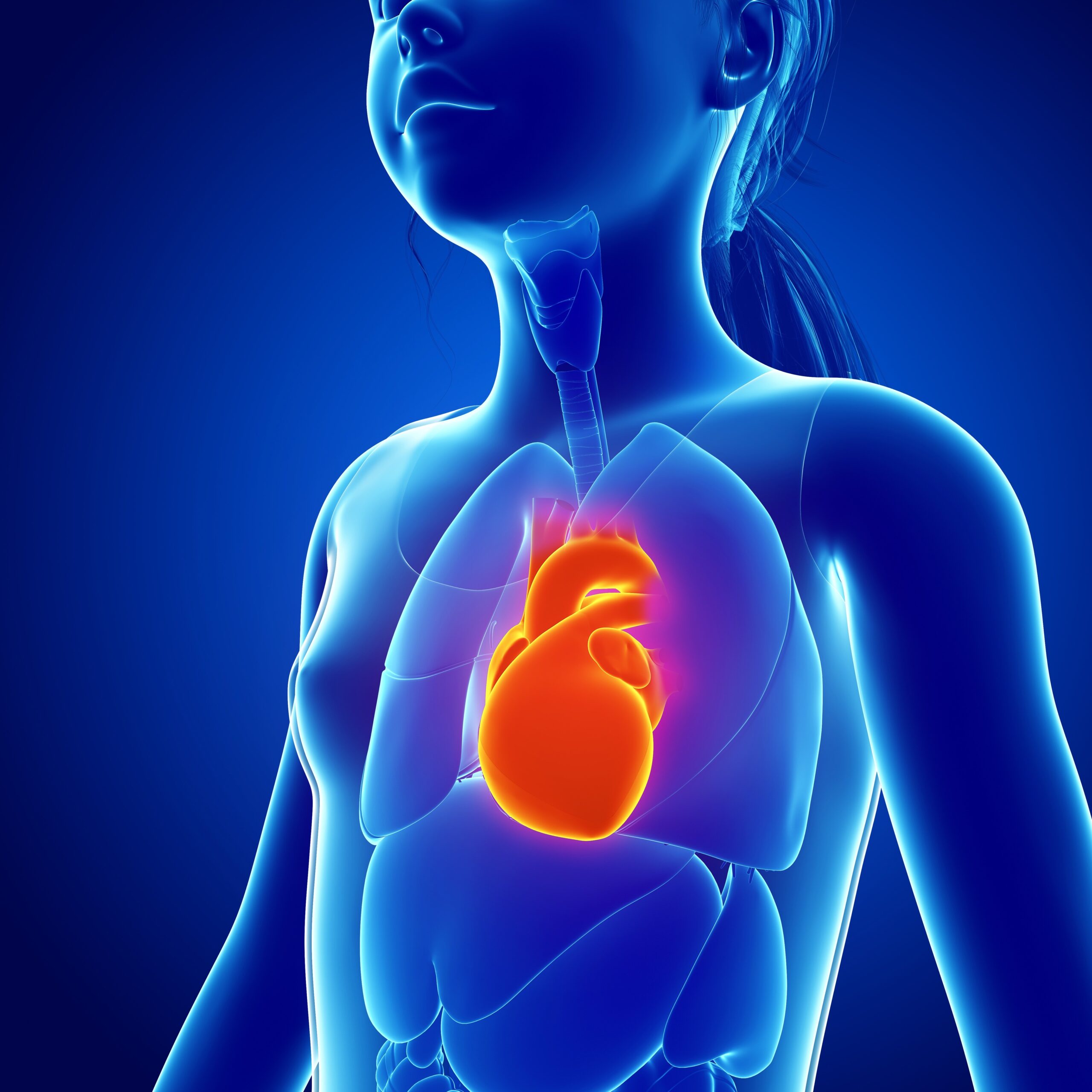 Studio dimostra ruolo nervo vago nel mantenere giovane il cuore