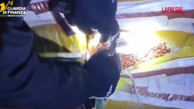 Maxi sequestro di cocaina a Gioia Tauro: 435 kg nascosti tra sacchi di noccioline