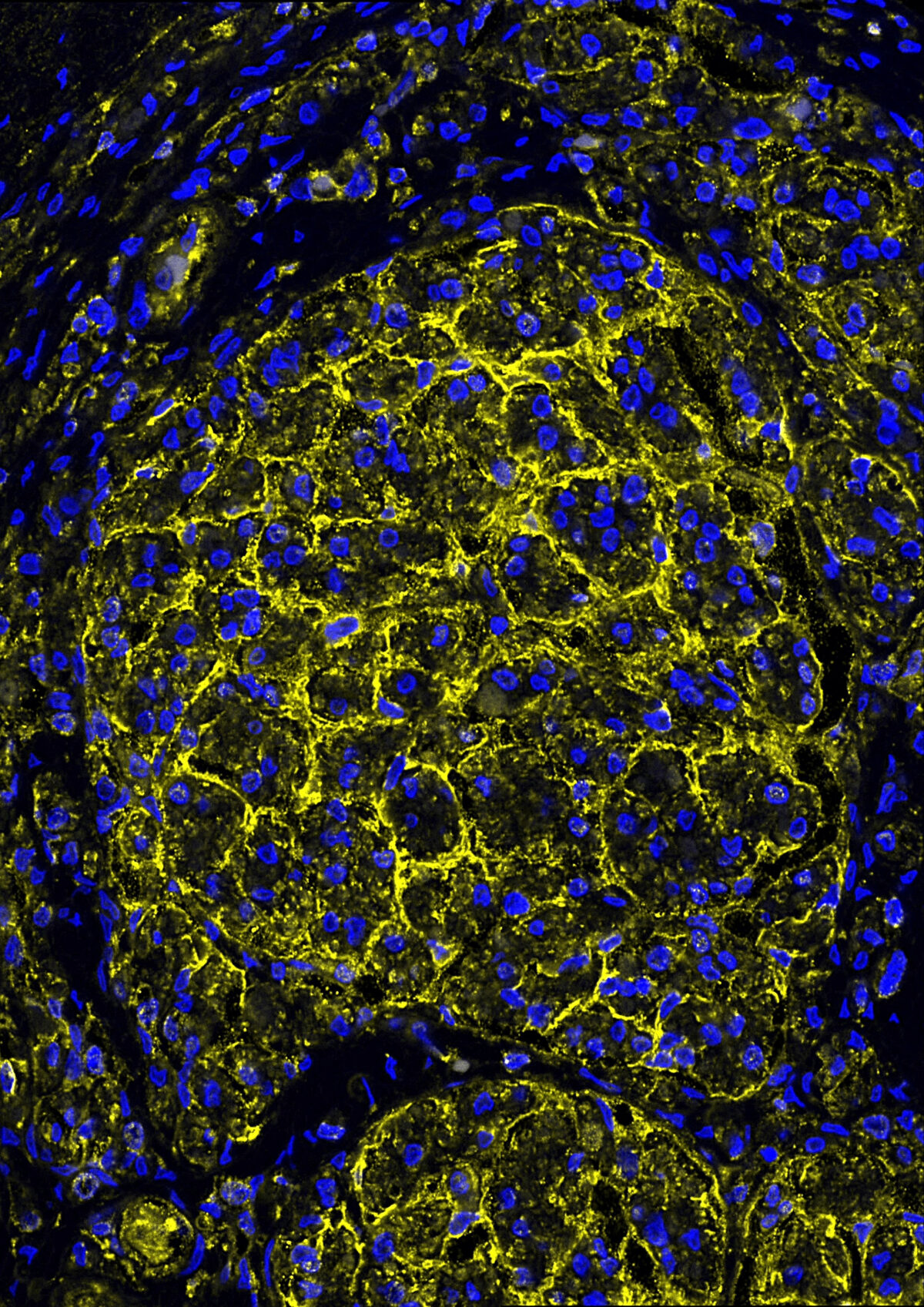 Asse cuore–cervello: uno studio internazionale dimostra il ruolo del nervo vago nel mantenere giovane il cuore