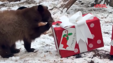 Babbo Natale allo zoo di Cincinnati, regali per orsi e lontre