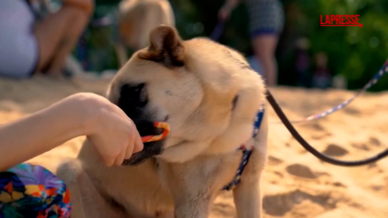 Thailandia, i cani randagi festeggiano il Natale in spiaggia