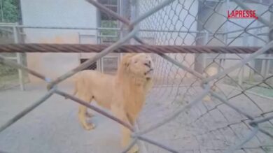 Thailandia, le autorità salvano leoni e orsi malnutriti da un casinò in Cambogia