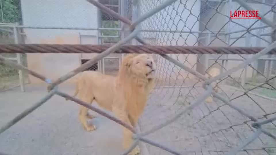 thailandia le autorit224 salvano leoni e orsi malnutriti da un casin242 in cambogia da Lapresse.it thailandia le autorit224 salvano leoni e orsi malnutriti da un casin242 in cambogia