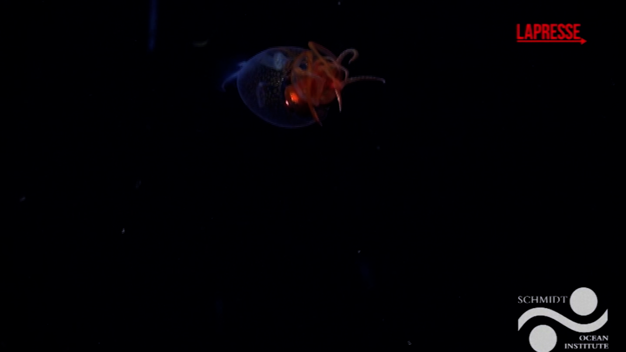 Calamaro gigante, il primo filmato al mondo che ne conferma l