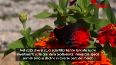 Farfalle, pinguini e rinoceronti: nel 2025 crescono le specie animali a rischio