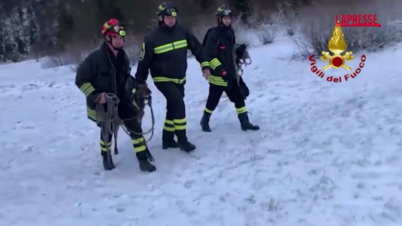 udine soccorso cervo intrappolato nel lago di cave ghiacciato da Lapresse.it udine soccorso cervo intrappolato nel lago di cave ghiacciato
