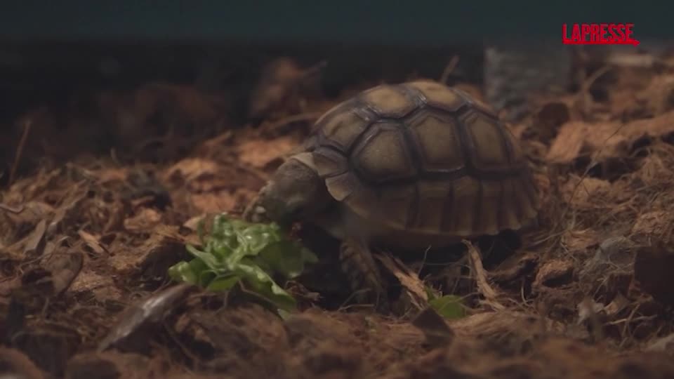 Hong Kong, la cura delle tartarughe salvate dall