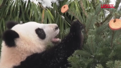 Gli animali dello zoo di Berlino ricevono regali natalizi