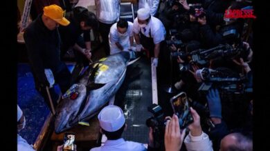 Tokyo, record per un tonno rosso Oma da 243 chili: venduto all'asta per 3,2 milioni di dollari