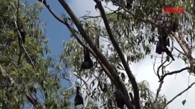 Australia, emergenza pipistrelli giganti a Gympie