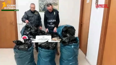 Latina, aveva in casa 20 kg di bulbi di papavero da oppio: arrestato