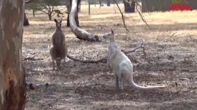 Australia, dei rari canguri bianchi popolano il Bordertown Wildlife Park