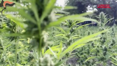 Sardegna, maxi sequestro di marijuana: 40.000 piante e 4 arresti