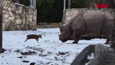 Davide contro Golia: il cervo più piccolo al mondo sfida un enorme rinoceronte