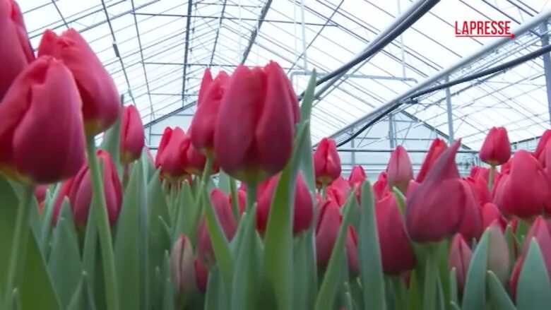 Olanda, fervono i preparativi per la Giornata Nazionale dei Tulipani