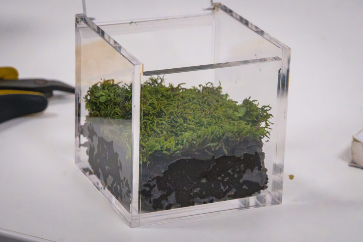 Miniaturizzare la vita per conquistare lo spazio, il box bionico