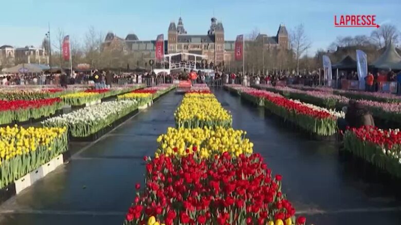 Amsterdam, Museumplein invasa da migliaia di tulipani colorati