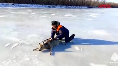 Russia, un giovane capriolo è bloccato sul fiume ghiacciato: le immagini del salvataggio