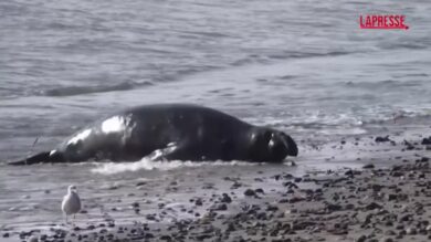 California, migliaia di elefanti marini si radunano lungo la costa