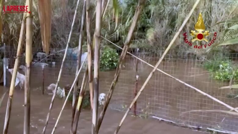 Sardegna, il salvataggio di 9 cani in difficoltà nel cagliaritano a seguito dell’esondazione del Rio Piscinas