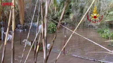 Cagliari, il salvataggio di nove cani in difficoltà dopo l’esondazione del Rio Piscinas