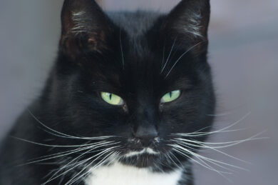 Farmaci veterinari troppo cari? L’impegno di Gemmato