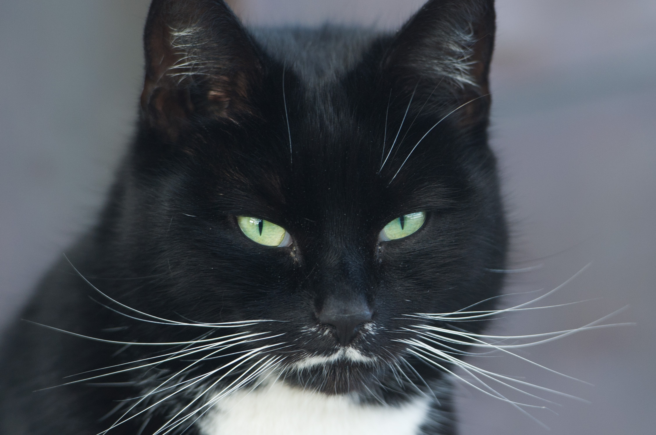 Farmaci veterinari troppo cari? L’impegno di Gemmato