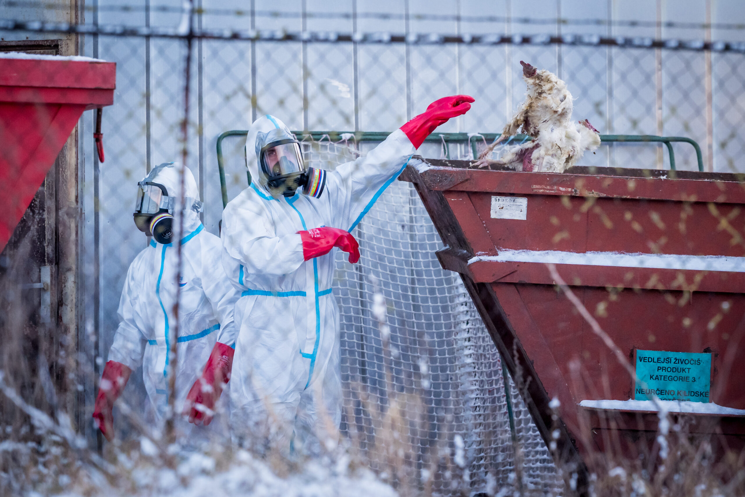 Influenza aviaria, che cosa sta succedendo in Italia e in Europa